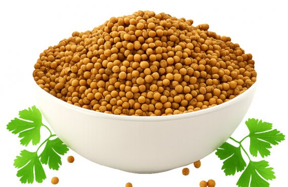 Coriander